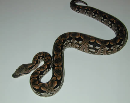  Acrantophis dumerili ID = 