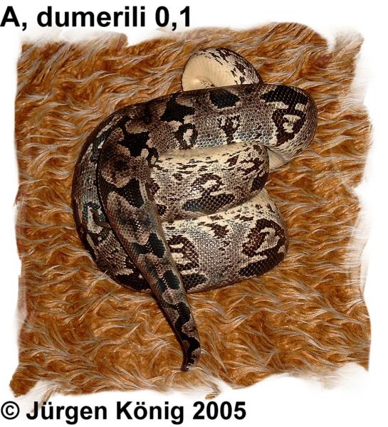  Acrantophis dumerili ID = 