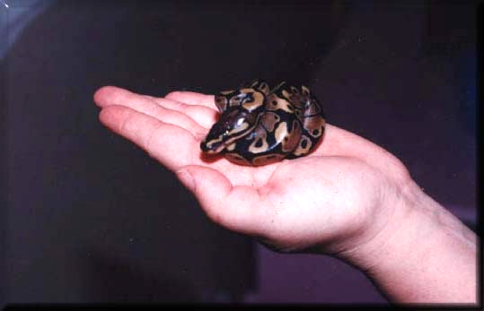  Python regius ID = 