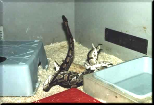  Python regius ID = 