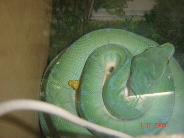  Morelia Viridis Sorong ID = 