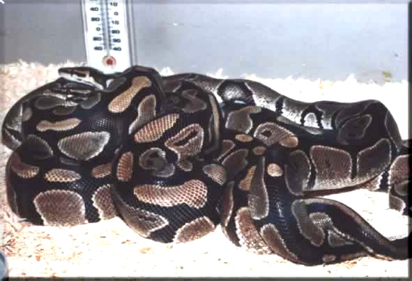  Python regius ID = 