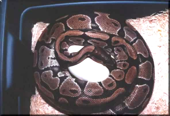  Python regius ID = 