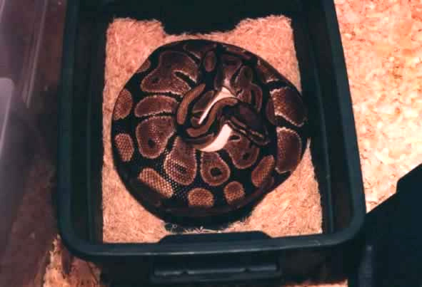  Python regius ID = 