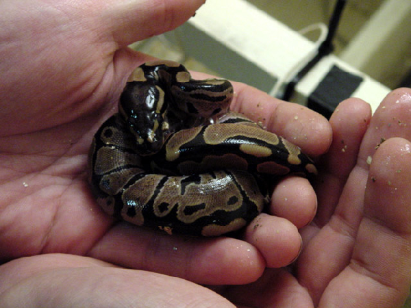  Python regius ID = 