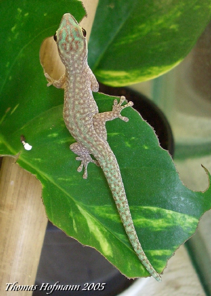  0,0,1 Phelsuma abbotti chekei ID = 