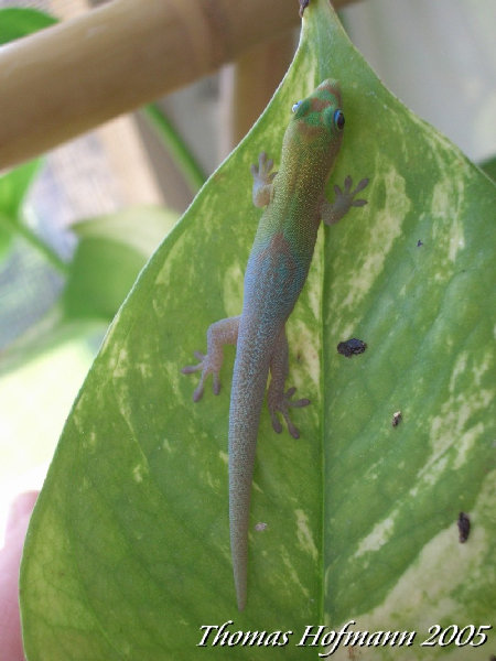  0,0,1 Phelsuma laticauda angularis ID = 