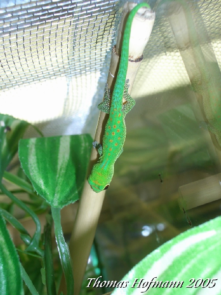  0,1 Phelsuma v-nigra pasteuri ID = 