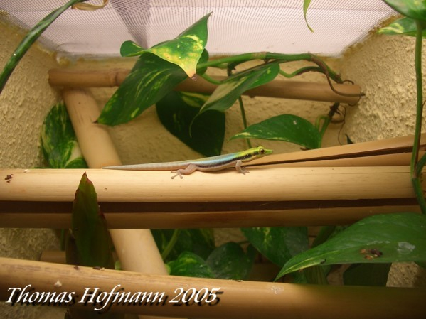  0,1 Phelsuma klemmeri ID = 