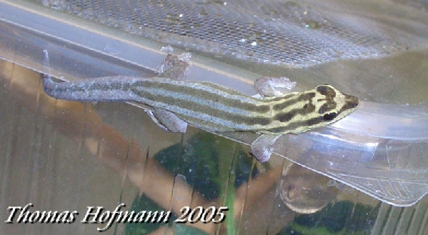  0,1 Lygodactylus kimhowelli ID = 