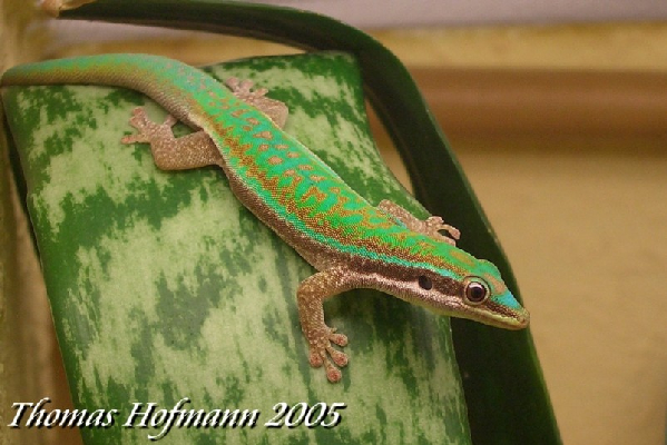  0,1 Phelsuma cepediana ID = 