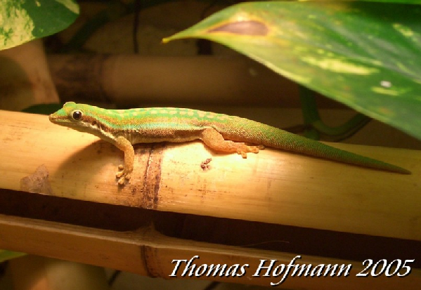  1,0 Phelsuma cepediana ID = 