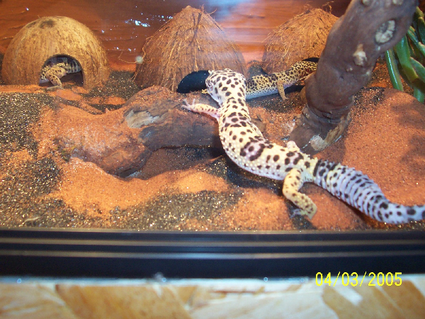 Leopardgecko 0.1 ID = 