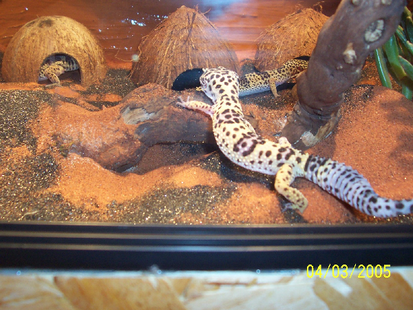  Leopardgecko 0.1 ID = 