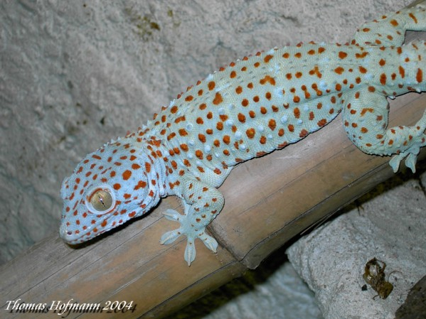  1,0 Gekko gecko ID = 