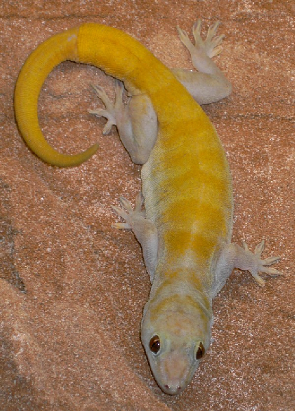  Gekko ulikovskii ID = 