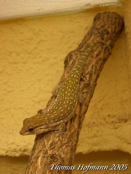  1,0 Phelsuma brviceps ID = 