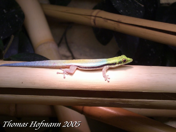  1,0 Phelsuma klemmeri ID = 