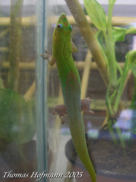  1,0 Phelsuma laticauda angularis ID = 