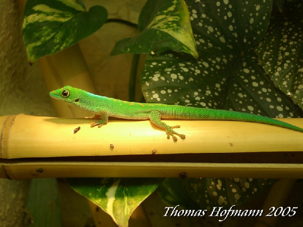  1,0 Phelsuma v-nigra pasteuri ID = 