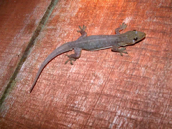  Hemidactylus garnotii ID = 