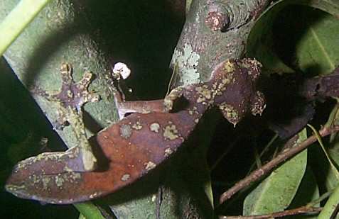  Uroplatus phantasticus ID = 