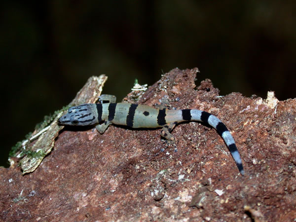  Spherodactylus homeolepis ID = 