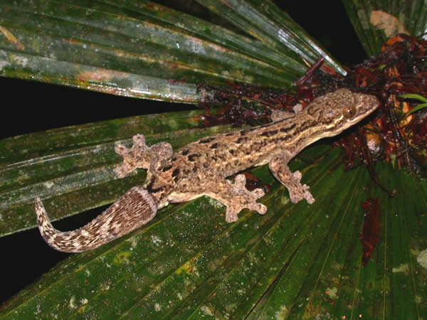  Thecadactylus rapicauda ID = 