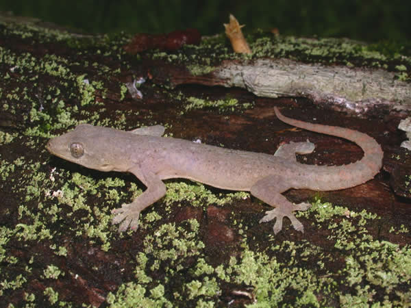  Hemidactylus frenatus ID = 