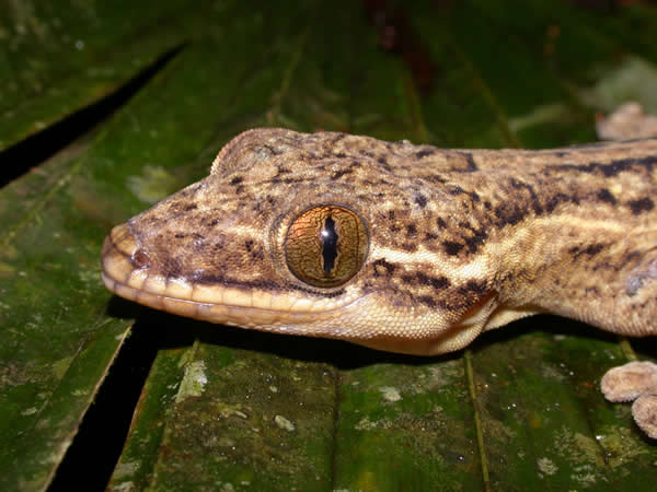  Thecadactylus rapicauda ID = 