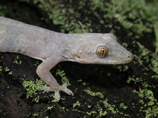  Hemidactylus frenatus ID = 