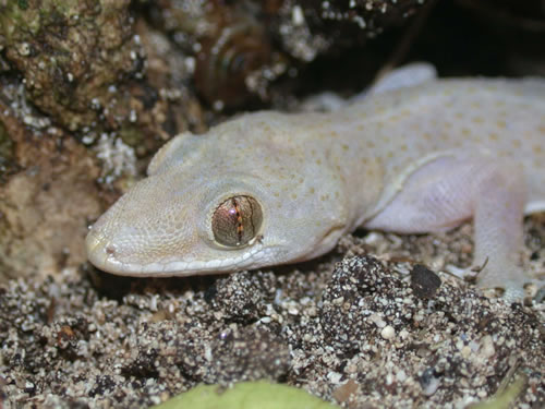  Hemidactylus mabouia ID = 