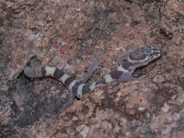  Coleonyx variegatus bogerti ID = 