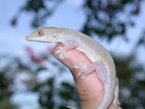  Hemidactylus mabouia ID = 