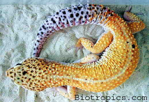  Eublepharis macularius - Tangerine ID = 