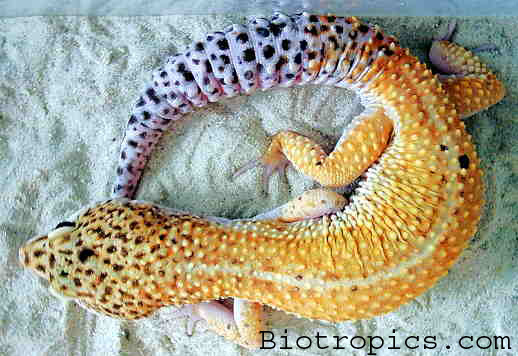  Eublepharis macularius - Tangerine ID = 