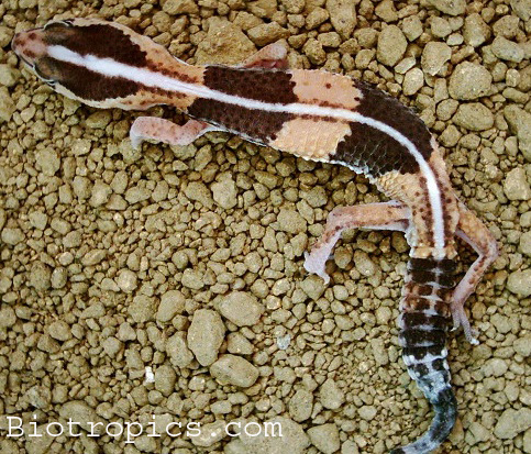  Hemitheconyx caudicinctus - wastafrikanischer Krallengecko ID = 