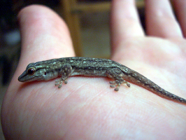  Phelsuma mutabilis ID = 