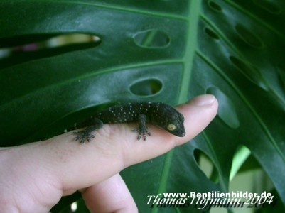  0,0,1 Gekko gecko ID = 