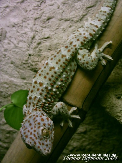  1,0 Gekko gecko ID = 