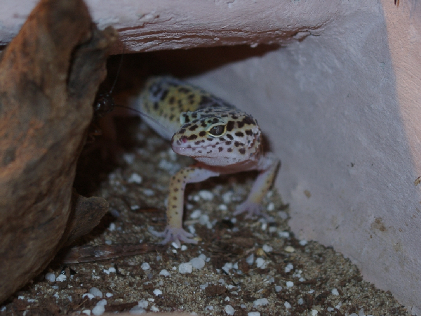  Leopardgecko ID = 