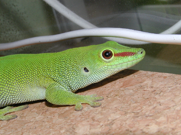  Phelsuma mad grandis ID = 