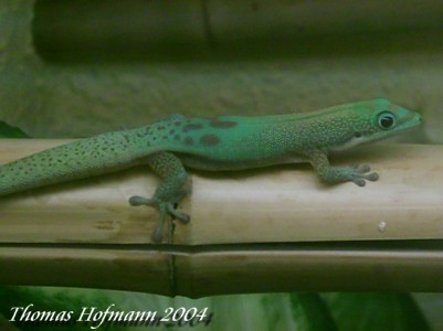  0,1 Phelsuma l.laticauda ID = 