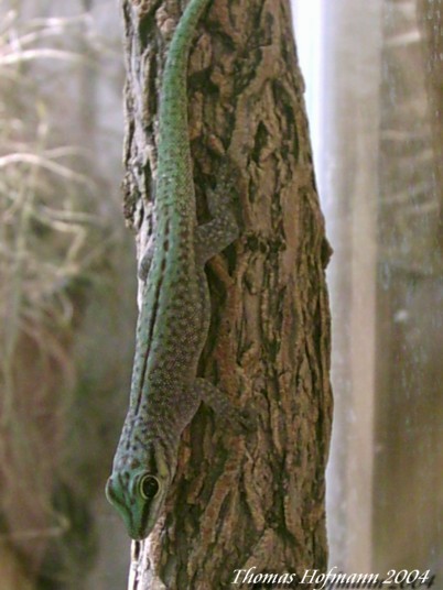  1,0 Phelsuma abbotti chekei ID = 