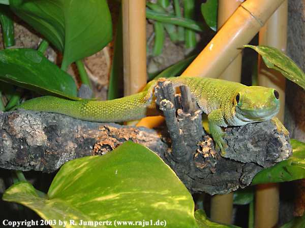  Phelsuma madagascariensis kochi ID = 