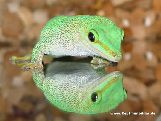  Phelsuma madagascarensis madagacaresis ID = 