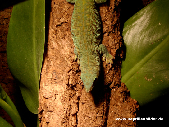  Phelsuma madagascarensis madagacaresis ID = 