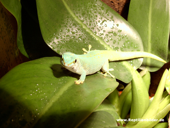  Phelsuma madagascarensis madagacaresis ID = 