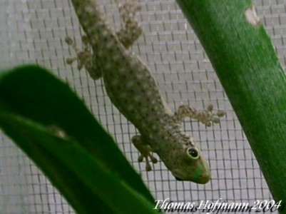  0,0,1 Phelsuma guimbeaui ID = 