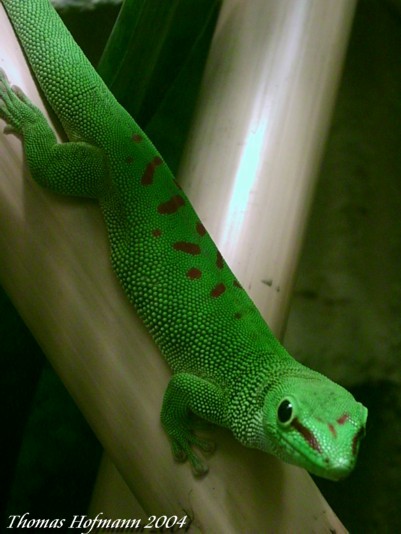  0,1 Phelsuma mad.grandis ID = 